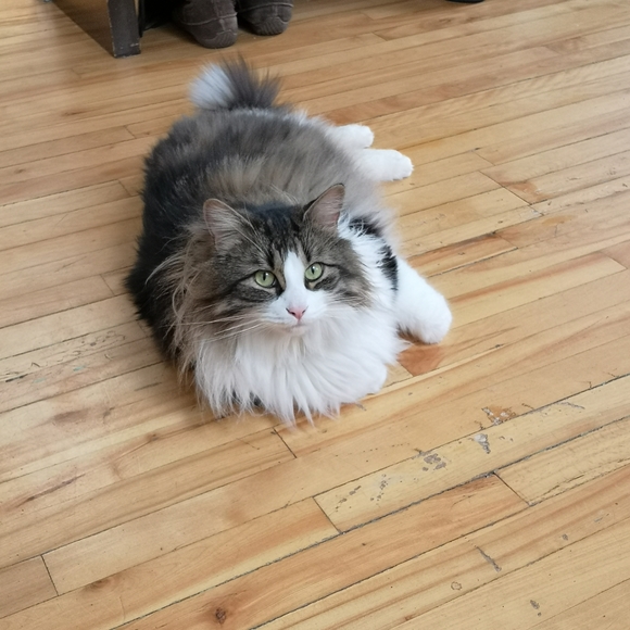 π¦Meet me... FRENCH OR ENGLISH - Picture 3 of 4